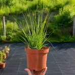 Perovec psiarkovitý (Pennisetum alopecuroides) ‘HAMELN’ - kont. C2L
